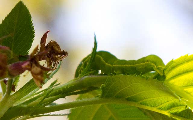 【武蔵小杉の桜(定点観測2020)】食われてるやないかーいヽ(^.^;)丿