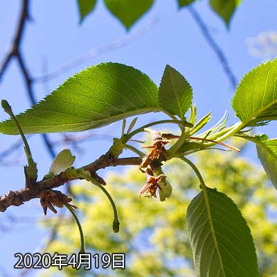 【武蔵小杉の桜(定点観測2020)】軸の方も大方取れてしまったよーです(^_^;)この残ってるのが全部落ちたら動画にしようか…(^_^;)