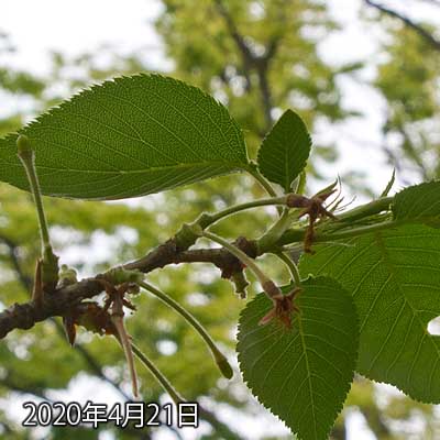 【武蔵小杉の桜(定点観測2020)】昨日お引き籠って見に行って無かったので、ご飯の買い出しついでに…(^_^;)軸が何本か落ちた?つか、まだ残ってるのか…結構頑丈であるヽ(^.^;)丿