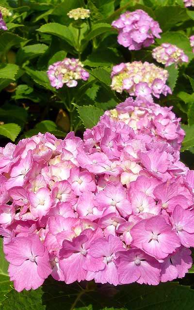 紫陽花その2、こちらは上のと同じ場所の別の紫陽花、花びらの形状が違うから、別の種類すかね?(^_^;)