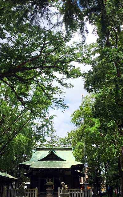 蝉の声が聞こえる神社…が、姿は見えないし、唐揚げも木の幹や枝に発見するコトも出来ず…でも地面には出てきたであろう穴が開いてるので、多分上の方なのかなー…って(^_^;)