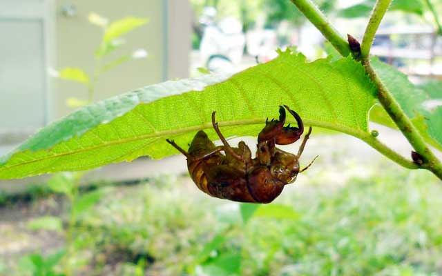 で、気になったので、近所の公園を確認に行く…(^_^;)うん、ここでも蝉が鳴いているよーなんだが…姿形は…で、葉っぱの裏とか確認したら…いたっ!ヽ(^.^;)丿去年のぢゃないよね?(って、去年も言ってたw)