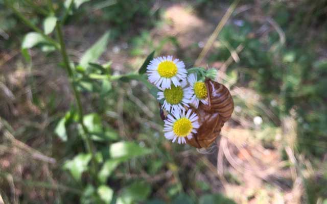 花の蜜を食すセミ(嘘w)