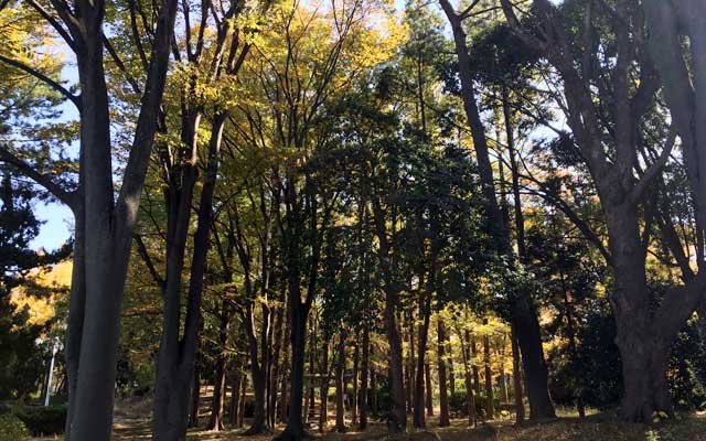 で、明日がお医者の日なので、今日も悪あがきしておくのであるヽ(^.^;)丿1日位運動したからって、何か変わる事なんて…ってのも実はちょっとあったりするからーヽ(^.^;)丿