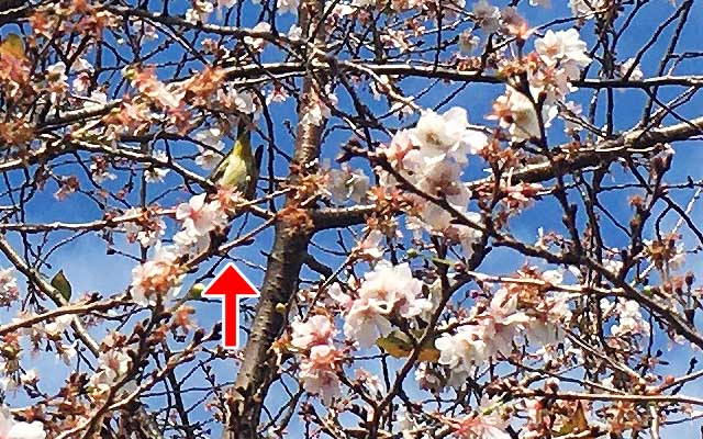 鳥さんが写ってたコトも、戻ってから気付いたヽ(^.^;)丿