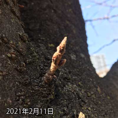 【武蔵小杉の桜(定点観測2021)】2月11日、ようやく今年の観察対象を決めると…今までは枝のを撮ってましたが、風が強かったり曇ってたりするとブレたり撮り難かったりがあったので、思い切って幹からチョコっと出てるヤツを対象にしてみるなど…(^_^;)こーゆーのは大概、咲くのが早かったりする…(^_^;)