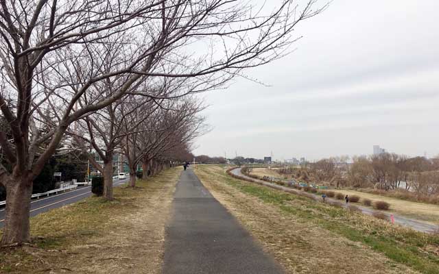 左の道が車通りの激しい多摩沿線道路、歩道のあるトコと無いトコがあり、歩くのは危ない(^_^;)中央は土手の上の道、右は多摩川緑地の道でこれを含めるかどうか悩んだが…(^_^;)3本を土手の道1本で通ったと解釈するコトにしたた…(^_^;)