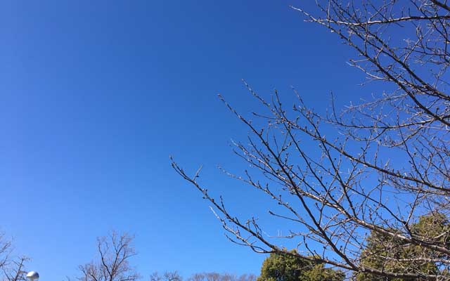 天気イイし、気温も高いし、歩くにはサイコーな日なのに、今日は通院日だったし、更に言えばこれは花糞が絶賛放出中を意味してるのである…＼(T_T)／朝から鼻が反応してたし…(髪を切ったのは大きく影響してはいなかったみたいだが… ^_^;)