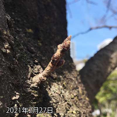 【武蔵小杉の桜(定点観測2021)】2月27日、来月後半には開花になるようなコトが言われている割りには変化が無い(^_^;)まぁ、この観察対象の桜がある場所は元々周辺よりも遅い地域ではあるんだが…(^_^;)