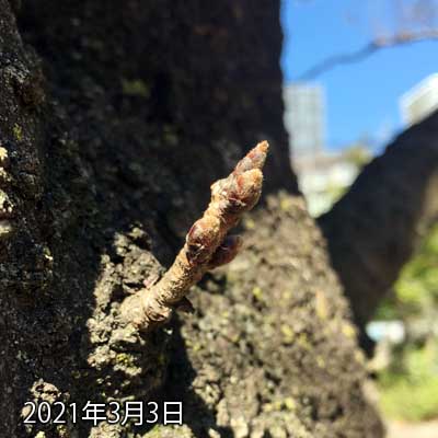 【武蔵小杉の桜(定点観測2021)】3月3日、ご飯買い出しの帰りに通ったので一応…(^_^;)雨降り後の晴れだから、何かあるか?と、思いきや、何も無かった次第ヽ(^.^;)丿