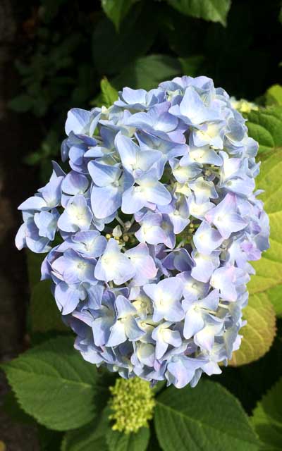 近所に紫陽花がズラ〜っと並んでるトコがあるのですが、見に行ってみたら、まだ蕾も小さいような状態でした…(^_^;)これでも比較的開花してた方…ヽ(^.^;)丿