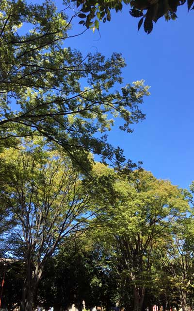 朝から真っ青に晴れ渡ったあほ空、気温も高くはなってたと思いますが、不思議と暑いとは感じず、実際お歩きして汗もそんなには…湿度の影響かなーヽ(^.^;)丿あと風が少々ありましたしなーヽ(^.^;)丿