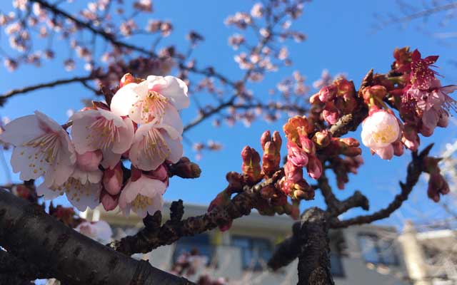 この蕾のトコも、数日したら咲いてるだろうなぁ…って、去年は今頃には結構咲いてたみたいですわ…(^_^;)