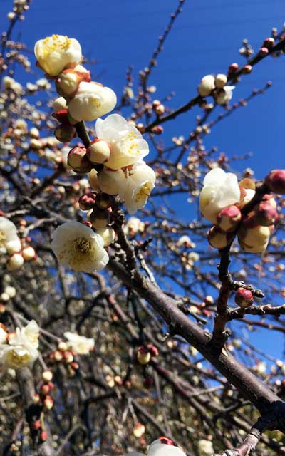 これは去年撮影の白い梅とほぼ同じ位置になると思います…(^_^;)いや、狙った訳ではなく、一番撮り易い高さだったからなんですが…(^_^;)