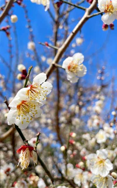 近所の他の梅である…ここは蕾がまだ多いし、場所によっては蕾のままなトコも…