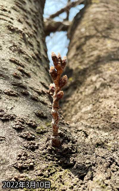 【武蔵小杉の桜(定点観測2022)】3月10日、昨日お引き蘢って見に行ってなかったので、出かけにちょっと覗いておくと…気持ち膨らんだかな〜…的な印象はあるけど、まだまだ咲く気配はナシヽ(^.^;)丿