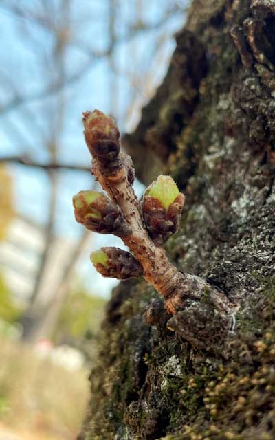 観察対象と同じ木の別の蕾、こっちはかなり先が膨らんでいる…気温合算600度(だっけ?)の法則に従うと、来週後半開花って予想みたいですが、これは微妙なトコですな(^_^;)