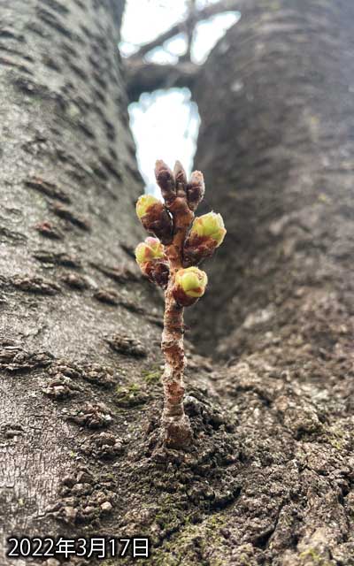 【武蔵小杉の桜(定点観測2022)】3月17日、お出かける前にちょっと寄り道して…き、昨日より更に膨らんでるヽ(^.^;)丿早いな…こりゃ明日もちゃんと見ておかんと…