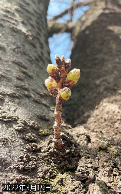 【武蔵小杉の桜(定点観測2022)】3月19日、観察対象の開花は、やっぱ連休後になりそうですな…が、この他の木では花びら出かかってるのもあるし、明日には咲いてそうってのもちらほら…提灯の飾り付けもやってたよーだしな(^_^;)春分の日辺りは花見か?