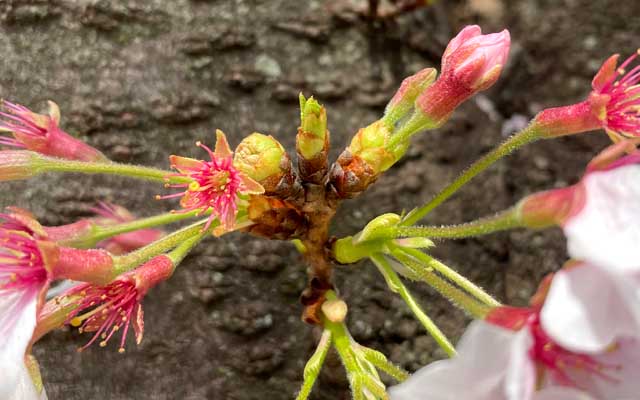 てっぺんの方が少し伸びたか?って感じ、遅れて咲くのは確実だなヽ(^.^;)丿