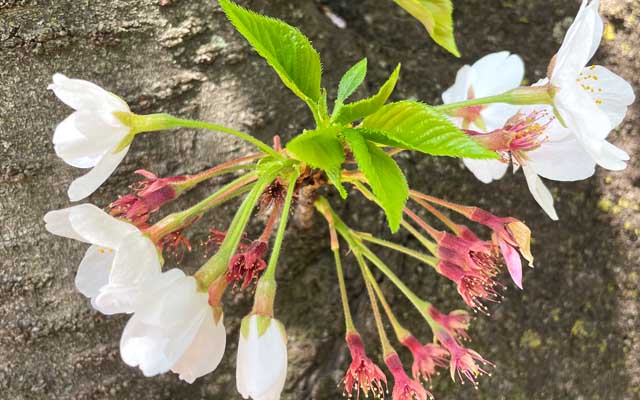 上から見るとよく判る、てっぺんの左右とも咲いている状態で、先に咲いてた部分は全部散ってます(^_^;)