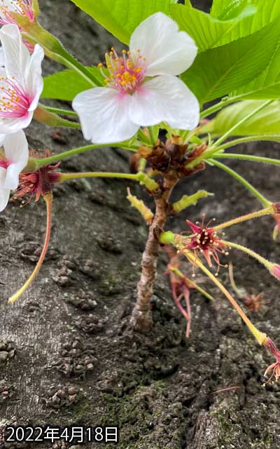 【武蔵小杉の桜(定点観測2022)】4月18日、花びら落ち始めたな(^_^;)今夜は明日まで雨っぽいし、これでお花は全部落ちちゃうか??(^_^;)