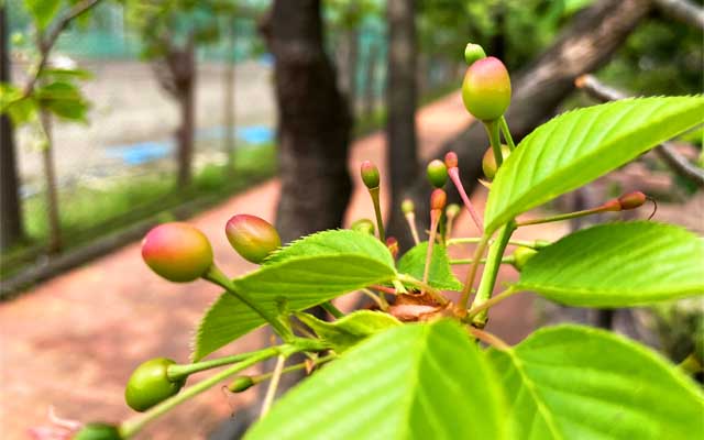 観察対象とは別の木ですが、お花が落ちたあとの軸先が赤くぷっくら…こーゆーの増えてきました(^_^;)