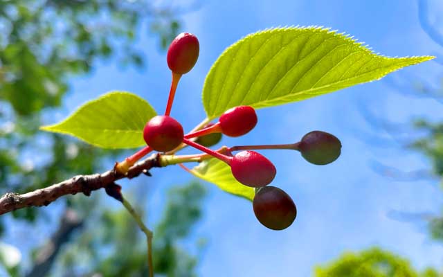 先日も見た桜の花の跡…かなーり赤く膨らんでて…もちろん食いませんでしたヽ(^.^;)丿