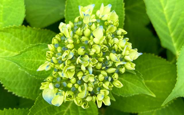 紫陽花も少しずつ開き始めたよーです(^_^;)いよいよ梅雨に向かい始めたとゆーコトです＼(T_T)／