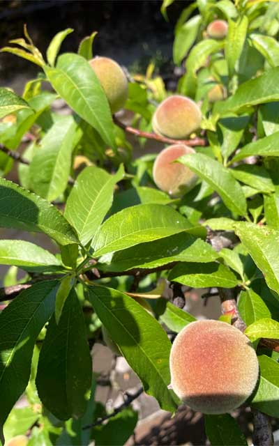 花桃?写真だと大きく見えますが、実は結構小さいです(^_^;)ピンポン球位か?