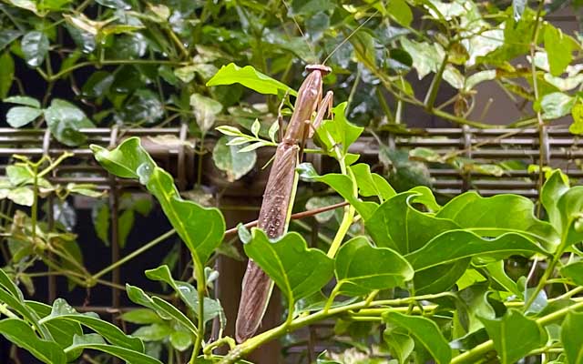 朝起きてカーテン開けたら雨模様…向かいの植物も揺れる程度に風もある…が、なんか揺れ方がおかしいと思い、よーく見たらキリッ!!＼(^o^)／