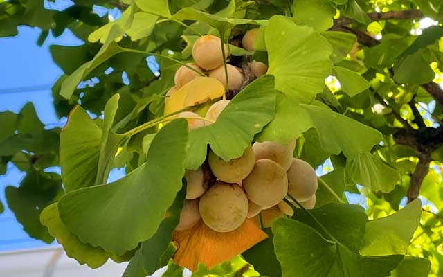 そうですよ、近所にこんな秋を感じさせるトコがありましたよ…が、あと1〜2週間もすれば辺りがあのかほりに…ヽ(^.^;)丿