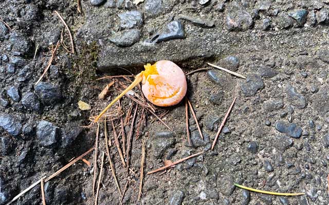 先週はまだ道には落ちてなかったが…とうとう…(^_^;)まだ大量に踏みつぶされるには至って無いが…ヽ(^.^;)丿