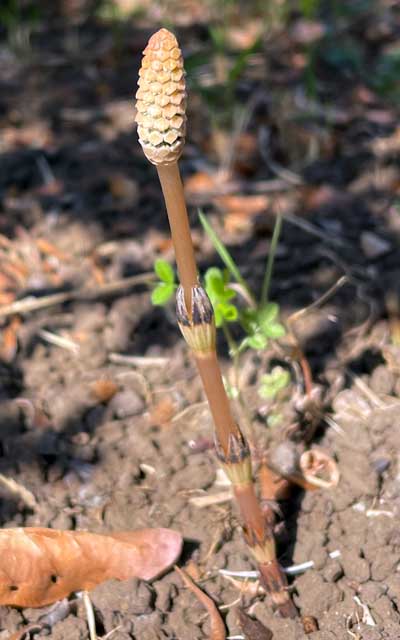 例年この時期に見に行ってたトコ、植え込みの感じが変わっちゃってて、なかなか見つけられなかったヽ(^.^;)丿