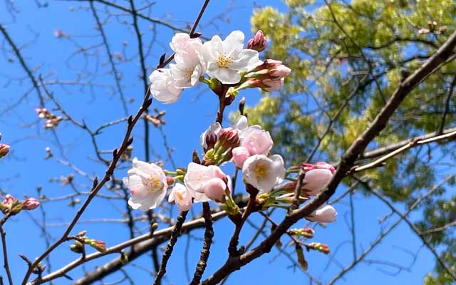 他の木ではぽつぽつ咲き始めてます、明日はもっと咲いてるんぢゃなイカ?って気もする(^_^;)