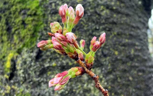 でも、同じ木の別の枝の方が進行早いねー…が、この木は全体から見ると遅い方で、他は3〜4分位は咲いちゃってる印象(^_^;)明日は花見客出てきてそうだな…(^_^;)