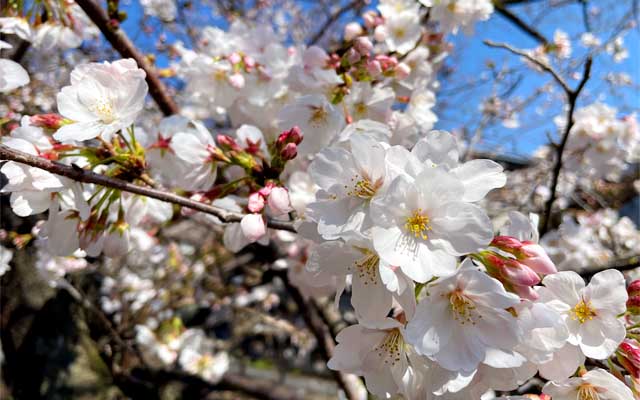 郵便局に行くついでにちょっと遠回りして二ヶ領用水を少し上ってみる…まだ殆ど咲いてない木もあるけど、こっちの方が咲いてるよなーヽ(^.^;)丿