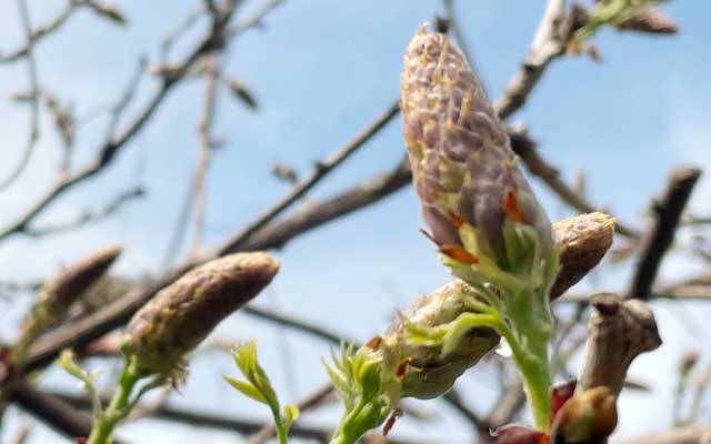 こちらは桜ではなく藤の蕾、フジツボぢゃないよ?ヽ(^.^;)丿そか、あーやってしだれる前はこーなってるのね(^_^;)時期的には来月かな?