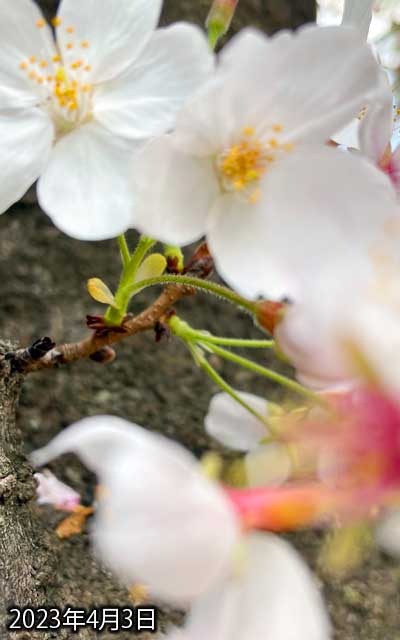 【武蔵小杉の桜(定点観測2023)】4月3日、手前の小枝が邪魔で撮り難いんだ…(^_^;)残ってた蕾もほぼ開いてるよーなので、あとは…散るだけ…ヽ(^.^;)丿