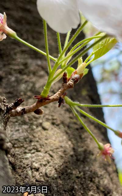 【武蔵小杉の桜(定点観測2023)】4月5日、遅れてた花以外は全部散ったよーです、今週末までは持たないだろうな…(^_^;)