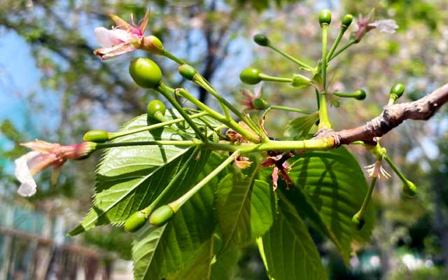 で、お花の落ちた跡がこーやってぷっくりするのもあってだ…食える?(やめなさいw)