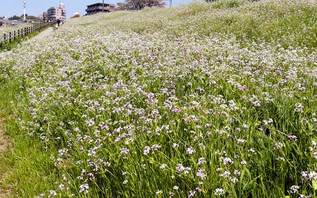 写真素材用にと、去年の菜の花を撮りに行ったら…黄色が無いっ!ヽ(^.^;)丿