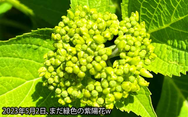 20日前の紫陽花、多分同じ蕾なんだが…(^_^;)咲いちゃうと判らなくなるわな…ヽ(^.^;)丿