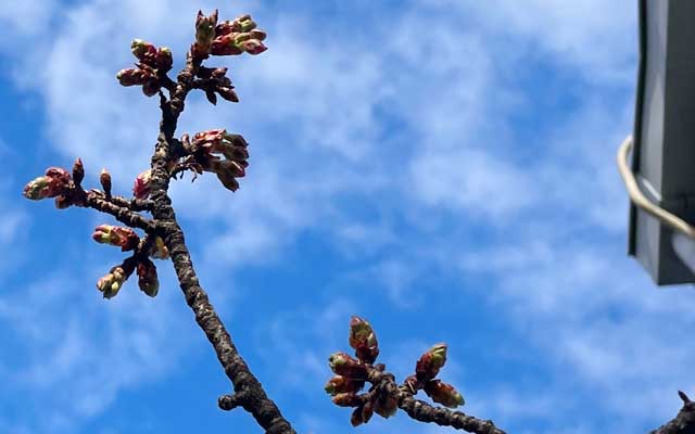 1週間程度ではまだまだ…とは言え、陽の当たり易い高いトコの枝にはポツポツ咲いてるのもありゅ(^_^;)