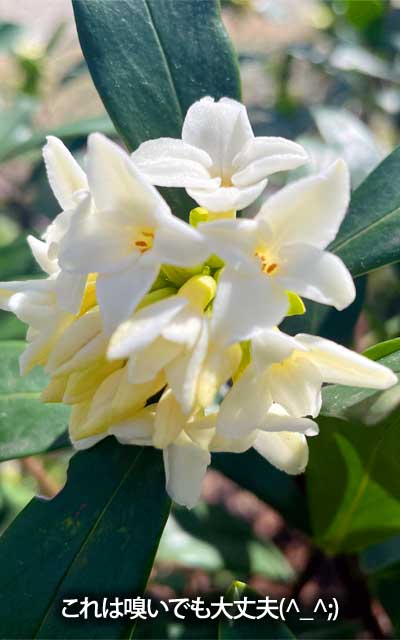 その近くの花壇に植わってる沈丁花…これは近くまで寄って鼻近づけて、クンクンしても大丈夫っ!あぁ…えぇかほり…はぁはぁ…