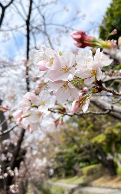 昨日咲きかけになってたモノは軒並み咲いた感じです(^_^;)ま、それでも半分にも至って無いんですが…今週中頃にピークになるかな??