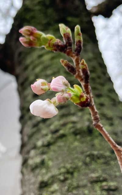 観察対象の隣にある枝は咲きそうになってる(^_^;)なお、全体的にはほぼ満開に近い状態、土曜日は丁度いいのかもしれのい＼(^o^)／