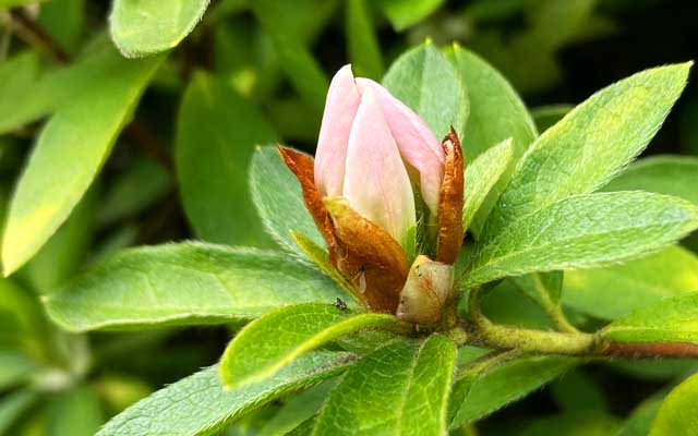 つつじは桜と入れ替わりみたいな感じなのに、今年はもしかして一緒に咲く期間がもしや…