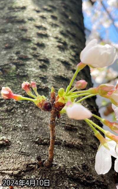 【武蔵小杉の桜(定点観測2024)】4月10日、昨日見た時間からだと1日経ってないから…あと天気は良かったけど、気温はイマイチ低かったでな…大きな変化はナシw